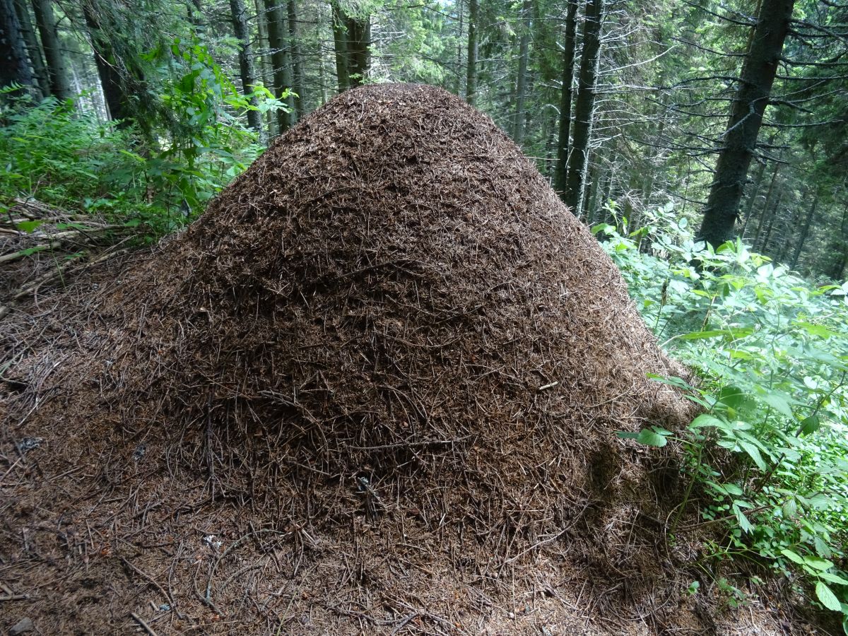 I v Rakousku bydlí mravenci