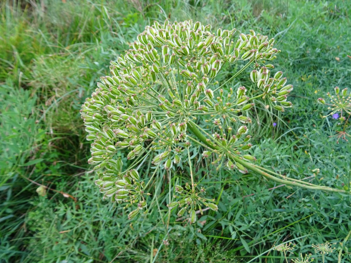 Pláň Bobbio